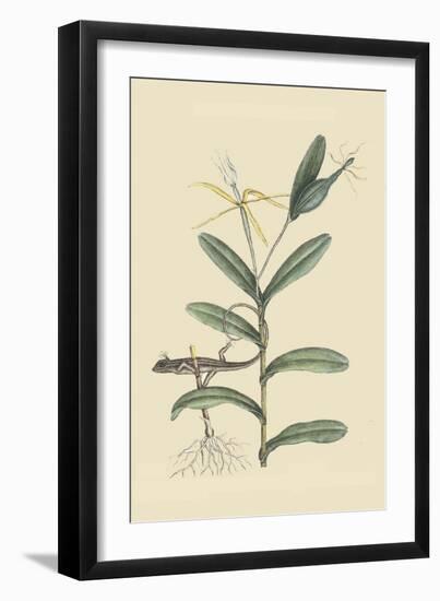 Lyon Lizard-Mark Catesby-Framed Art Print