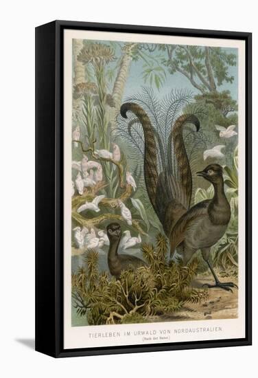 Lyre Bird-null-Framed Stretched Canvas