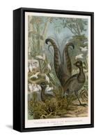 Lyre Bird-null-Framed Stretched Canvas