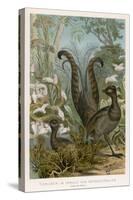 Lyre Bird-null-Stretched Canvas