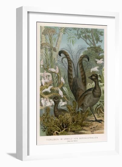 Lyre Bird-null-Framed Art Print