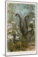 Lyre Bird-null-Mounted Art Print