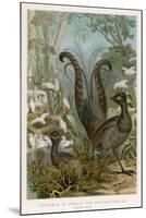 Lyre Bird-null-Mounted Art Print