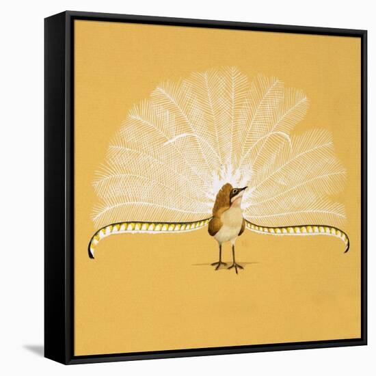 Lyre Bird-null-Framed Stretched Canvas