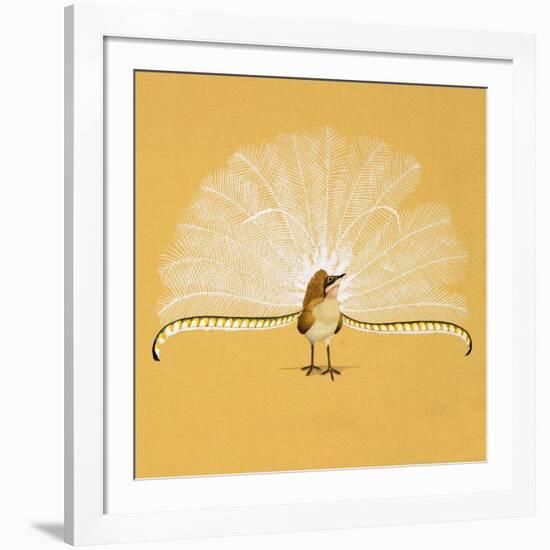 Lyre Bird-null-Framed Giclee Print