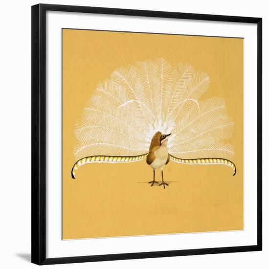 Lyre Bird-null-Framed Giclee Print