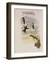 Lyre-Shaped Wood-Star, Doricha Lyrura-John Gould-Framed Giclee Print