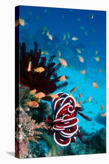 Lyretail Anthias And Featherstar-Georgette Douwma-Stretched Canvas