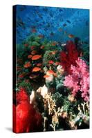 Lyretail Anthias And Soft Corals-Georgette Douwma-Stretched Canvas