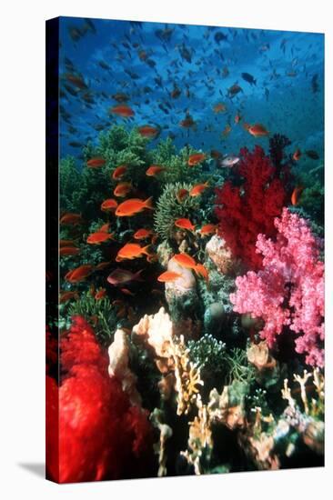 Lyretail Anthias And Soft Corals-Georgette Douwma-Stretched Canvas