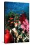 Lyretail Anthias And Soft Corals-Georgette Douwma-Stretched Canvas