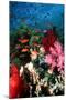 Lyretail Anthias And Soft Corals-Georgette Douwma-Mounted Premium Photographic Print