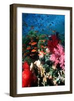 Lyretail Anthias And Soft Corals-Georgette Douwma-Framed Photographic Print