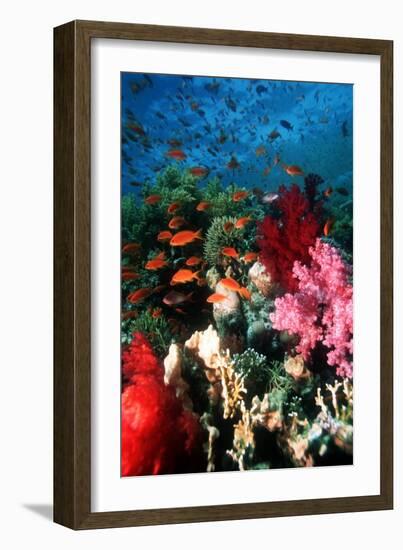 Lyretail Anthias And Soft Corals-Georgette Douwma-Framed Photographic Print