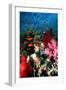 Lyretail Anthias And Soft Corals-Georgette Douwma-Framed Photographic Print