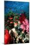 Lyretail Anthias And Soft Corals-Georgette Douwma-Mounted Photographic Print