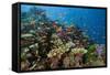 Lyretail Anthias (Pseudanthias Squamipinnis) in Coral Reef-Reinhard Dirscherl-Framed Stretched Canvas