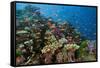 Lyretail Anthias (Pseudanthias Squamipinnis) in Coral Reef-Reinhard Dirscherl-Framed Stretched Canvas