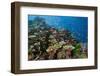 Lyretail Anthias (Pseudanthias Squamipinnis) in Coral Reef-Reinhard Dirscherl-Framed Premium Photographic Print