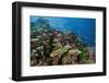 Lyretail Anthias (Pseudanthias Squamipinnis) in Coral Reef-Reinhard Dirscherl-Framed Premium Photographic Print