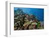 Lyretail Anthias (Pseudanthias Squamipinnis) in Coral Reef-Reinhard Dirscherl-Framed Premium Photographic Print