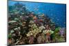 Lyretail Anthias (Pseudanthias Squamipinnis) in Coral Reef-Reinhard Dirscherl-Mounted Premium Photographic Print