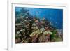 Lyretail Anthias (Pseudanthias Squamipinnis) in Coral Reef-Reinhard Dirscherl-Framed Photographic Print