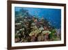 Lyretail Anthias (Pseudanthias Squamipinnis) in Coral Reef-Reinhard Dirscherl-Framed Photographic Print