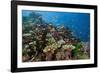 Lyretail Anthias (Pseudanthias Squamipinnis) in Coral Reef-Reinhard Dirscherl-Framed Photographic Print