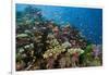 Lyretail Anthias (Pseudanthias Squamipinnis) in Coral Reef-Reinhard Dirscherl-Framed Photographic Print