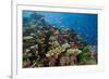 Lyretail Anthias (Pseudanthias Squamipinnis) in Coral Reef-Reinhard Dirscherl-Framed Photographic Print