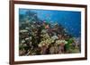 Lyretail Anthias (Pseudanthias Squamipinnis) in Coral Reef-Reinhard Dirscherl-Framed Photographic Print