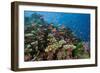 Lyretail Anthias (Pseudanthias Squamipinnis) in Coral Reef-Reinhard Dirscherl-Framed Photographic Print