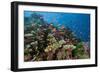 Lyretail Anthias (Pseudanthias Squamipinnis) in Coral Reef-Reinhard Dirscherl-Framed Photographic Print