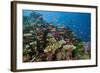 Lyretail Anthias (Pseudanthias Squamipinnis) in Coral Reef-Reinhard Dirscherl-Framed Photographic Print