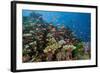 Lyretail Anthias (Pseudanthias Squamipinnis) in Coral Reef-Reinhard Dirscherl-Framed Photographic Print
