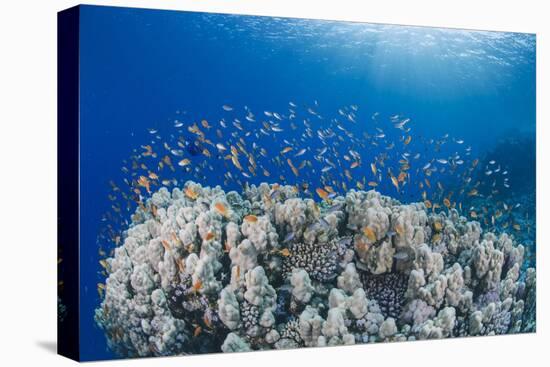 Lyretail Anthias (Pseudanthias Squamipinnis), School over Mountain Coral, Reef-Mark Doherty-Stretched Canvas