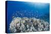 Lyretail Anthias (Pseudanthias Squamipinnis), School over Mountain Coral, Reef-Mark Doherty-Stretched Canvas