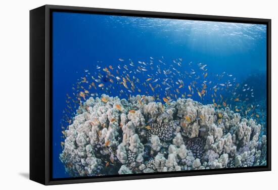 Lyretail Anthias (Pseudanthias Squamipinnis), School over Mountain Coral, Reef-Mark Doherty-Framed Stretched Canvas