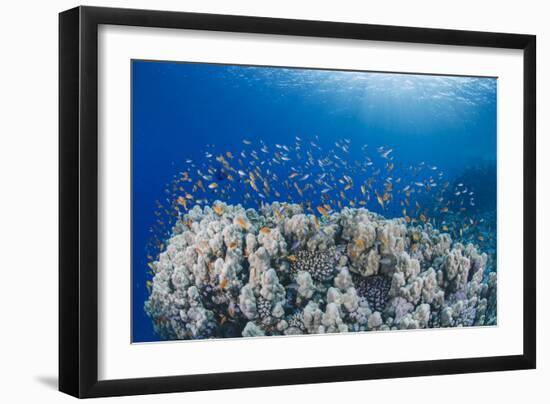 Lyretail Anthias (Pseudanthias Squamipinnis), School over Mountain Coral, Reef-Mark Doherty-Framed Photographic Print