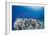 Lyretail Anthias (Pseudanthias Squamipinnis), School over Mountain Coral, Reef-Mark Doherty-Framed Photographic Print