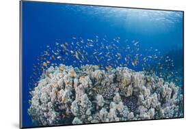 Lyretail Anthias (Pseudanthias Squamipinnis), School over Mountain Coral, Reef-Mark Doherty-Mounted Photographic Print