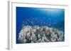 Lyretail Anthias (Pseudanthias Squamipinnis), School over Mountain Coral, Reef-Mark Doherty-Framed Photographic Print