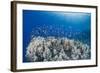 Lyretail Anthias (Pseudanthias Squamipinnis), School over Mountain Coral, Reef-Mark Doherty-Framed Photographic Print