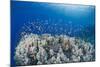 Lyretail Anthias (Pseudanthias Squamipinnis), School over Mountain Coral, Reef-Mark Doherty-Mounted Photographic Print