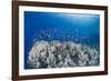 Lyretail Anthias (Pseudanthias Squamipinnis), School over Mountain Coral, Reef-Mark Doherty-Framed Photographic Print