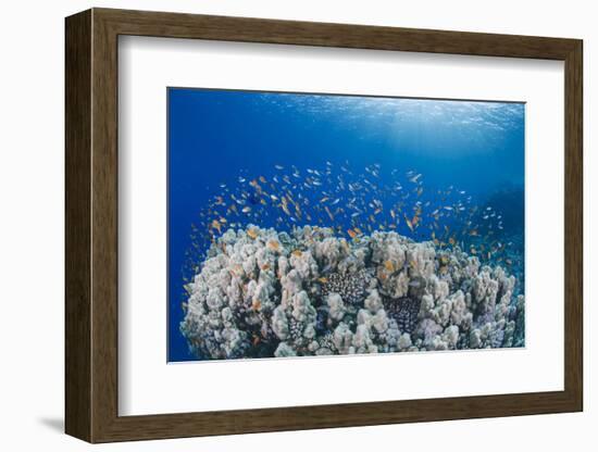 Lyretail Anthias (Pseudanthias Squamipinnis), School over Mountain Coral, Reef-Mark Doherty-Framed Photographic Print