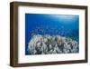 Lyretail Anthias (Pseudanthias Squamipinnis), School over Mountain Coral, Reef-Mark Doherty-Framed Photographic Print