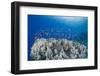 Lyretail Anthias (Pseudanthias Squamipinnis), School over Mountain Coral, Reef-Mark Doherty-Framed Photographic Print