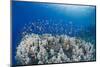 Lyretail Anthias (Pseudanthias Squamipinnis), School over Mountain Coral, Reef-Mark Doherty-Mounted Photographic Print